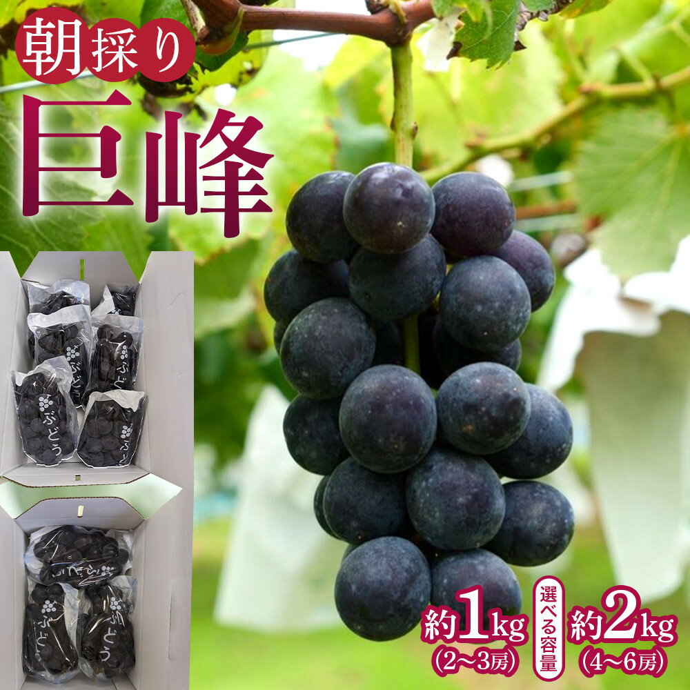【ふるさと納税】【選べる容量】朝採り 巨峰 約1kg (2～3房) or 約2kg (4～6房) 有田巨峰村 大南農園　 | ぶどう フルーツ 果物 くだもの 食品 人気 おすすめ 送料無料