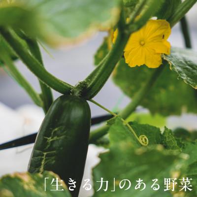 ふるさと納税 掛川市 【毎月定期便】しあわせ野菜畑の有機野菜　Lセット　(安心の有機JAS認証　オーガニック野菜)全12回 |  | 02