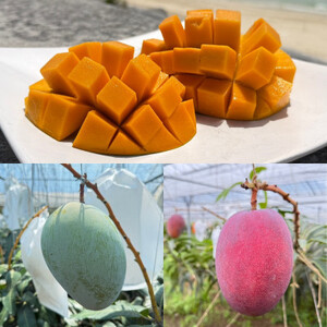 【発送月固定定期便】2026年発送マンゴー2種の食べ比べセット 全2回【配送不可地域：離島】【4012836】