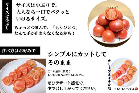 珊瑚樹トマト S特選 約1kg 糖度10度以上 2027年 5月発送 トマト