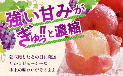 【先行予約】ぶどう クイーンニーナ 約2kg 3～4房【2025年8月下旬～9月下旬配送予定】朝採れ即日発送 新鮮 生産者直送 果物 フルーツ 冷蔵便 佐賀県 鹿島市 送料無料 C-39