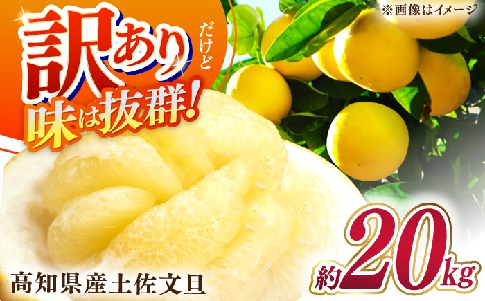 
            【先行予約】高知県産 訳あり 土佐文旦 約20kg 〈2026年2月〜発送〉 / 傷 シミの訳アリ  大容量 ぶんたん 文旦 訳あり わけあり 果物 【株式会社　四国健商】 [ATAF150]
          