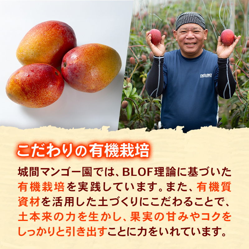 【先行受付】【2026年発送】城間マンゴー園のアップルマンゴー 訳あり 約1kg - 先行予約 沖縄県産 産地直送 南国フルーツ 旬の味覚 ご自宅用 訳アリ 家庭用 沖縄マンゴー 沖縄県 八重瀬町