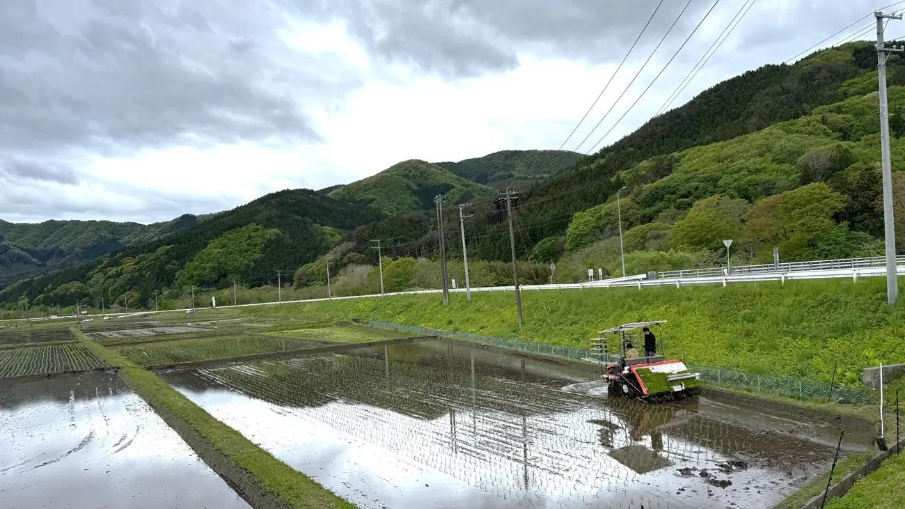 令和8年産 ひとめぼれ 10kg 精米 お米 ひとめぼれ