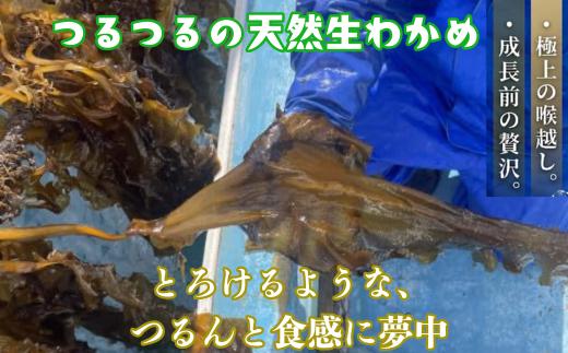西ノ島の海で育った採れたてわかめをお届けします。