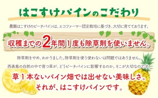定期便 2ヶ月 絶品ピーチパイン 約9.5kg 【P-SOU/P】2026年 先行予約 ★たっぷり大家族サイズ★ 西表島 初エコファーマー認定 パイン 果物 フルーツ 2回 お楽しみ【036-a009