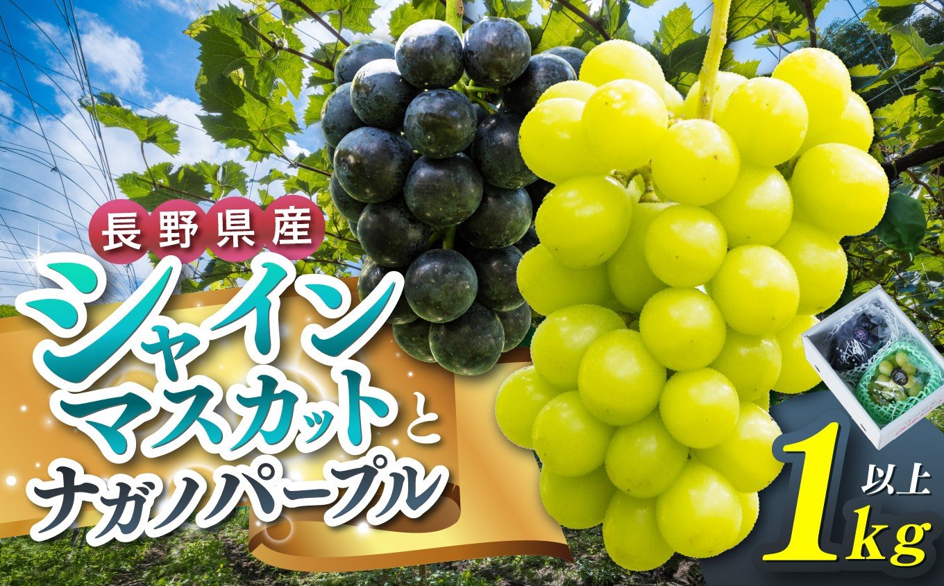 
            【先行受付：2026年発送】松本市山辺産　シャインマスカット・ナガノパープル　各１房（１キロ以上） │ シャインマスカット ナガノパープル ぶどう ブドウ 葡萄 フルーツ 果物 先行受付 ふるさと納税 長野県 信州 松本市
          