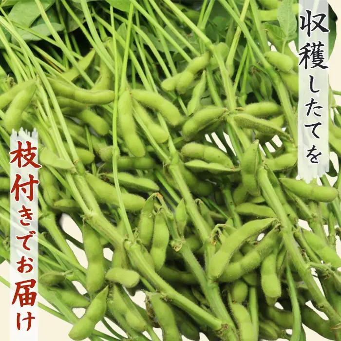 【幻の枝豆】十日限りの収穫！鴨川の伝統品種『鴨川七里』枝付き ２kg以上 《数量限定》《期間限定》《10月下旬一斉発送》えだまめ エダマメ 枝豆 在来種 極晩生 在来種 限定生産 農家直送 収穫したて