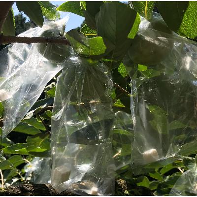 ふるさと納税 紀の川市 【2026年10月中旬以降発送】紀の川柿約2kg　和歌山県特産希少な柿! |  | 03