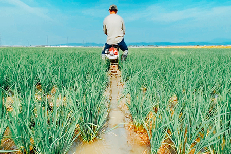 【令和7年産新米先行予約】加茂市産こしいぶき 精米10kg（10kg×1袋） コシイブキ 新潟産 米 お米 白米 加茂市 関川農園