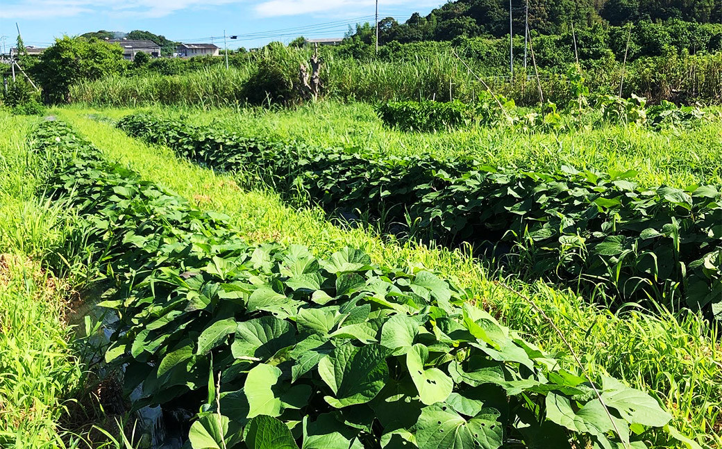 福岡県産熟成紅はるか 3kg