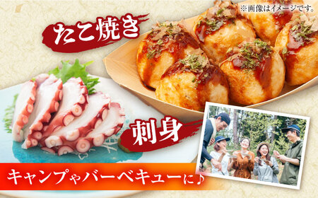 【着日指定】島原半島 はしり蛸(中たこ) 3杯　約2400g / タコ　新鮮　海鮮物　刺し身　揚げ物　酢物　キャンプ　BBQ / 南島原市 / 深江町漁業協同組合[SBO005]