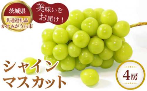 No.313 【先行予約】シャインマスカット　4房【茨城県共通返礼品 かすみがうら市】 ／ 旬 新鮮 葡萄 ブドウ 果物 フルーツ 茨城県 特産品