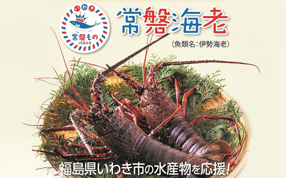 伊勢海老 約1キロ（加熱用）冷凍 | 海老 イセエビ 魚介類 水産 食品 人気 おすすめ 常磐物 | DH001