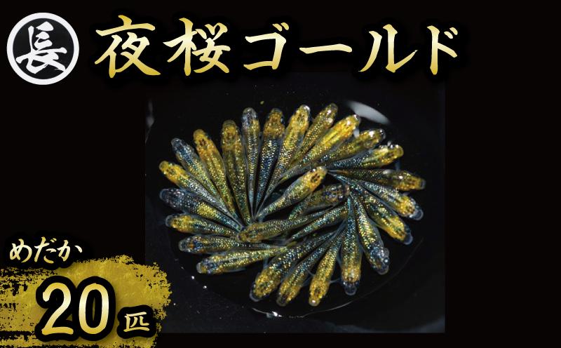 129-28　夜桜ゴールド　オス・メス　ランダム20匹 厳選 鑑賞 丈夫 育てやすい 美 国産 メダカ 静岡県 牧之原市 丸長