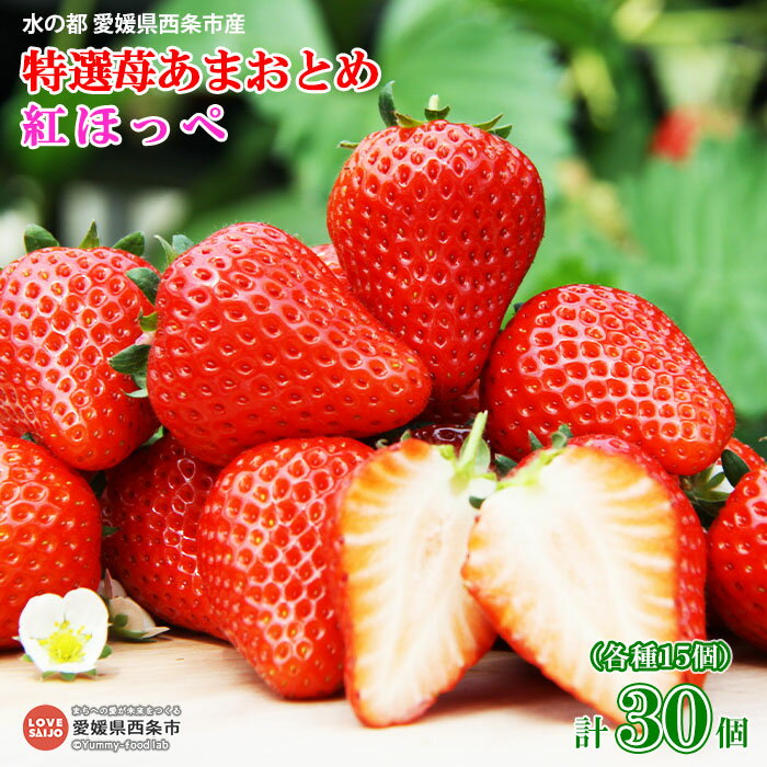 【ふるさと納税】＜水の都 愛媛県西条市産 特選苺あまおとめ 紅ほっぺ 各15個 計30個＞ ※2026年3月中旬迄に順次出荷します。 いちご イチゴ 果物 くだもの フルーツ ゆきもと農園 愛媛県 西条市 【冷蔵】