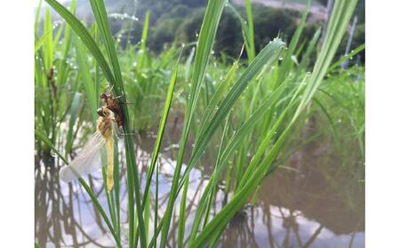 【頒布会】最優秀賞受賞【8割減農薬】最高峰南魚沼産こしひかり10kg（5kg×2）×9ヶ月　桑原農産のお米(精米)