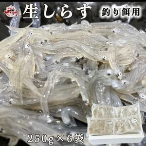 岬だより 生しらす 釣り餌用 250g×6袋 [配送不可地域：離島]