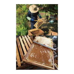 【2026年10月～2027年4月発送】天然はちみつ【大子のさくら蜜 120g×3本セット】|茨城県 大子町 奥久慈 ハチミツ 蜂蜜 プレゼント 包装(BG004)