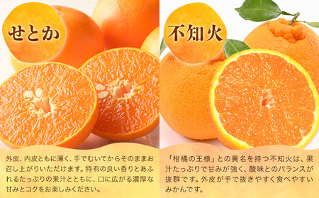 柑橘 食べ比べ 約2.1kg計3種入り 