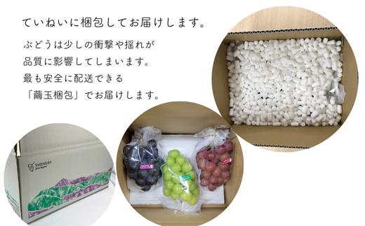 ぶどう3種セット 【家庭用】 （ナガノパープル／シャインマスカット／クイーンルージュR） 約1.5kg ／ 2026年9月初旬～10月頃 配送予定［TK32］//ぶどう 葡萄 3種セット 食べ比べ 長野県 信州 詰め合わせ 家庭用 訳あり 種なし パープル シャイン マスカット ルージュ