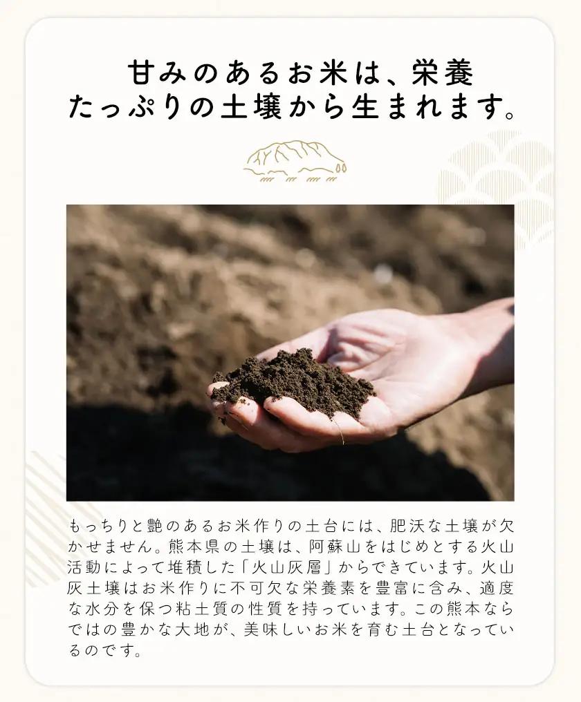 白米 せきゆらり 10kg 熊本県産 国産 白米