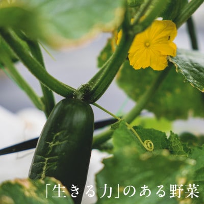 【毎月定期便】しあわせ野菜畑の有機野菜 Lセット (安心の有機JAS認証 オーガニック野菜)全12回【配送不可地域:離島・北海道・沖縄県・四国・九州】