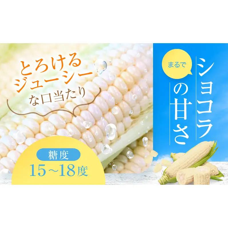 2026発送 富良野 ホワイトコーン『ホワイトショコラ』2L10本 とうもろこし