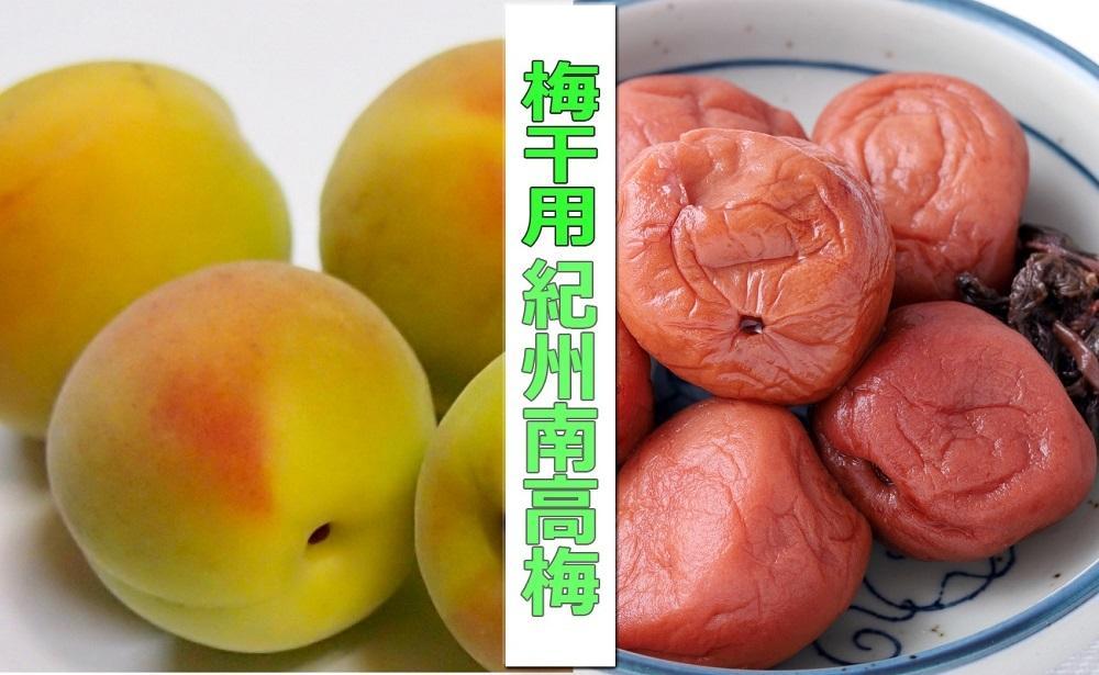［梅干・梅酒用］（4Lまたは3L－2Kg）熟南高梅＜2027年6月上旬～7月中旬発送予定＞フルーツ 果物 くだもの 食品 人気 おすすめ 送料無料［ART10］ 303446_XL18