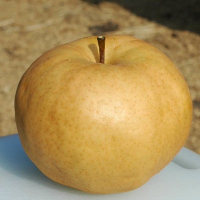 【2026年先行受付】あたご梨2玉(1.1kg×2玉)化粧箱【1184118】