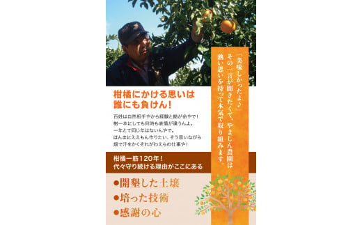 ちっちゃな有田みかん こつぶみかん 約10kg （3S～Sサイズ混合）※2026年11月～2027年1月に順次発送予定（お届け日指定不可） 先行予約 みかん 有田みかん 温州みかん ミカン 小粒 柑橘