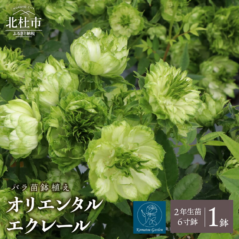 【ふるさと納税】 バラ 苗 1鉢 四季咲き 鉢植え 花 オリエンタルエクレール 6寸鉢 2年生苗 ガーデニング 初心者 母の日 父の日 送料無料