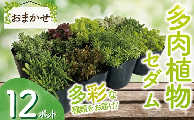 
            セダム おまかせ 12ポットセット 多肉 植物 たにくしょくぶつ ショクブツ タニク 多種類 グリーン 季節 インテリア 自然 DIY アクレ コーラルカーペット モスグリーン 白花タイトゴメ ステファニーゴールド ツルマンネングサ 食べ物以外 観葉植物 渡辺花園 神奈川 湘南 藤沢
          