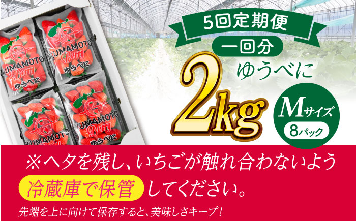 【先行予約】【5回定期便】いちご Mサイズ ゆうべに 2kg（8pc）【熊本ベリー】 [ZER020]