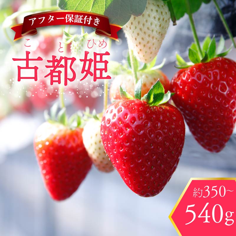 【ふるさと納税】 いちご 古都姫 約350g～540g 超希少品種 2026年2月発送 冷蔵 小分け 果物 スイーツ デザート フルーツ おやつ 産地直送 先行予約 数量限定 季節限定 ブランド 苺 イチゴ いちご 希少 お取り寄せ 贈答用 化粧箱入り 大粒 岩井農園 奈良県 奈良市