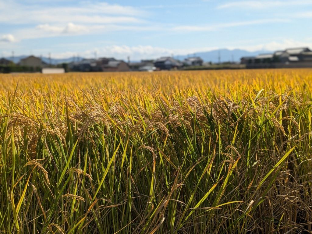 【6回定期便】「ひのひかり」白米 5kg × 6ヶ月 連続でお届け 全30kg 奈良県 三宅町 志埜米穀店 ヒノヒカリ 冷めてもおいしい もちもち 堆肥ミネラル栽培米