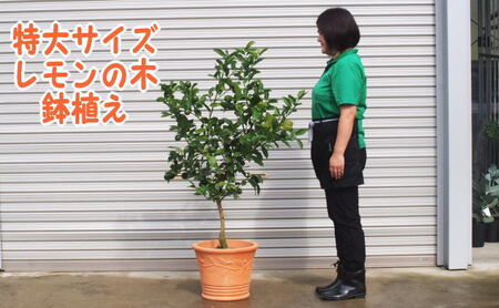 苗木 特大サイズ レモンの木鉢植え テラコッタ鉢 苗木