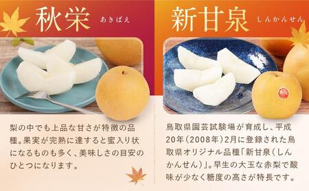 【先行予約】数量限定【定期便】鳥取県産 梨の食べ比べ 4種類コース