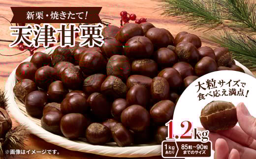
            ＜1.2kg＞新栗ビックサイズ!!焼きたて!!天津甘栗　大粒サイズ　期間限定でお届けします。_ 栗 くり 甘栗 天津甘栗 おやつ スイーツ 焼きたて 甘い 菓子 お菓子 マロン 常温 送料無料 人気 おすすめ お取り寄せ 大粒 新栗 限定【1510514】
          