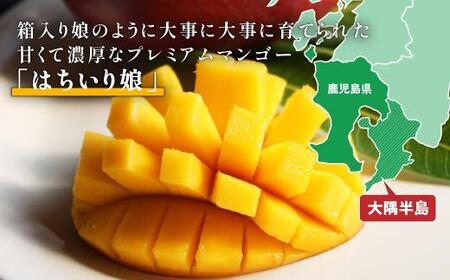 【数量限定/先行予約】マンゴー「はちいり（鉢入り）娘」化粧箱入り