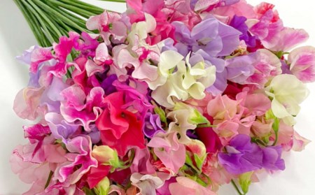 【R8年1月以降発送】 【3回定期便】スイートピー 花束 50本（ミックス） / お花 生花 ギフト 贈り物 プレゼント 九州 [IBW006]