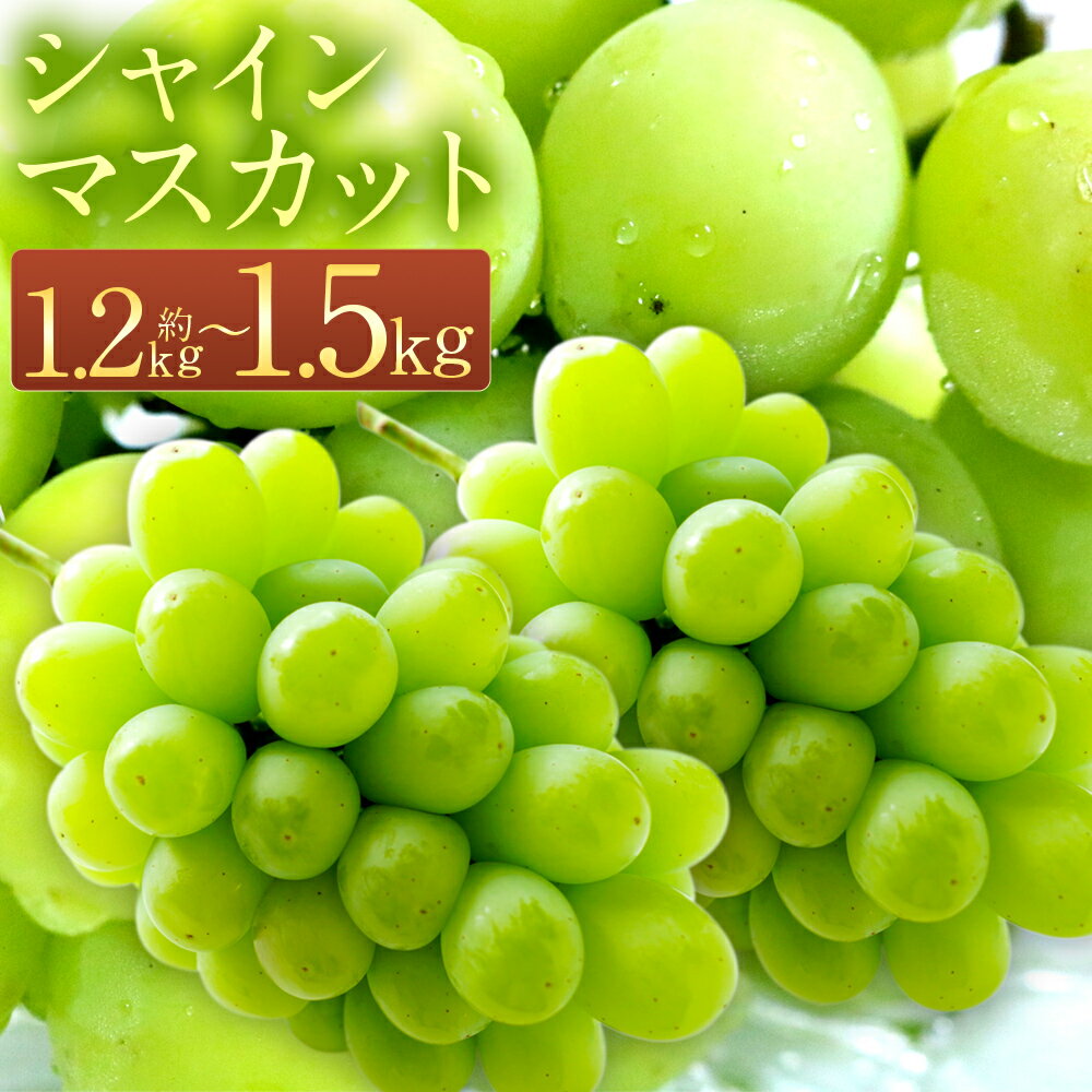 【ふるさと納税】＜選べる内容量＞ 長崎県産 シャインマスカット 約1.2kg / 約1.5kg 数量限定 時津町産 葡萄 フルーツ 果物 果実 送料無料 九州産 送料無料【2025年8月下旬～9月下旬に順次発送予定】