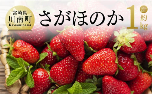 令和7年発送　宮崎県産いちご「さがほのか」250ｇ×4パック 【 先行予約 期間限定 果物 イチゴ 苺 フルーツ 】 [D03805]