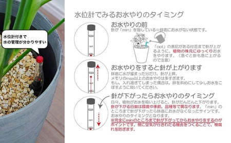 【ホワイト】大型観葉植物 ≪1鉢≫ 鉢カバー付き 観葉植物