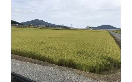 先行予約【5ヶ月定期便】 令和7年度産 新米 ひとめぼれ 玄米 50kg (10kg×5ヶ月定期便) 海の見える農園で作った玄米 【 米 お米 おにぎり おむすび お弁当 数量限定 産地直送 岩手県 