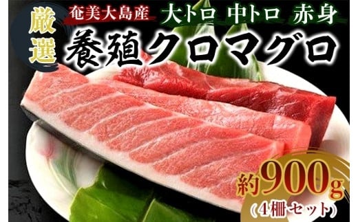 
                  奄美大島産養殖クロマグロ 4柵セット 900g以上 大トロ 中トロ 赤身 冷凍【マグロ まぐろ 黒マグロ クロマグロ 本マグロ 養殖マグロ 冷凍マグロ マグロ刺身 マグロ中トロ マグロ赤身 お取り寄せ 人気 おすすめ 奄美大島 鹿児島県 瀬戸内町 3万円 30000円 AE003】
                