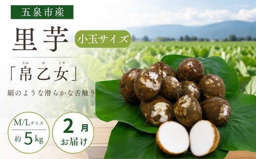 【2月中にお届け】さといも 小玉サイズ 帛乙女 5kg ( M・Lのいずれか ) ※サイズ指定不可 | 里芋 サトイモ きぬおとめ 特産 名産 産地直送 贈答 贈り物 ギフト お取り寄せ おすすめ 新潟県 五泉市 五泉市園芸組織連絡協議会
