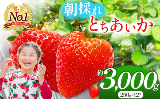 【2026/27年先行予約】朝採れのいちご とちあいか 3000g 朝摘み いちご 苺 イチゴ ストロベリー 大きい 美味しい 果汁 甘い あまい 真岡市 栃木県 送料無料
