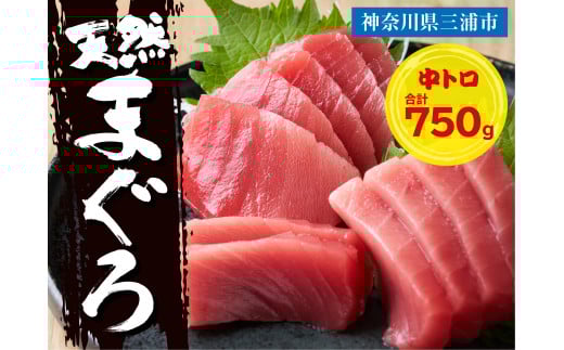 三崎マグロ 鈴木水産 天然マグロ（中トロ3柵）セット　M105-003