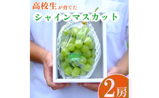 【 先行予約 】 高校生が大切に育てた シャインマスカット 2房 約 1.2kg 朝採り直送 ！ ぶどう 果物 フルーツ 贈答 プレゼント 夏ギフト 贈り物